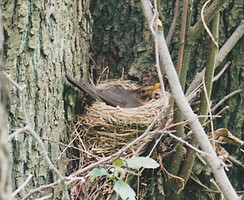 Amsel brütet.jpg