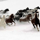 Horses runs in the Snow.jpg