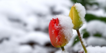 tulips-7219919_640_edited_edited.png
