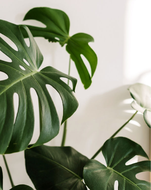 Tropical House Plant_edited_edited.jpg