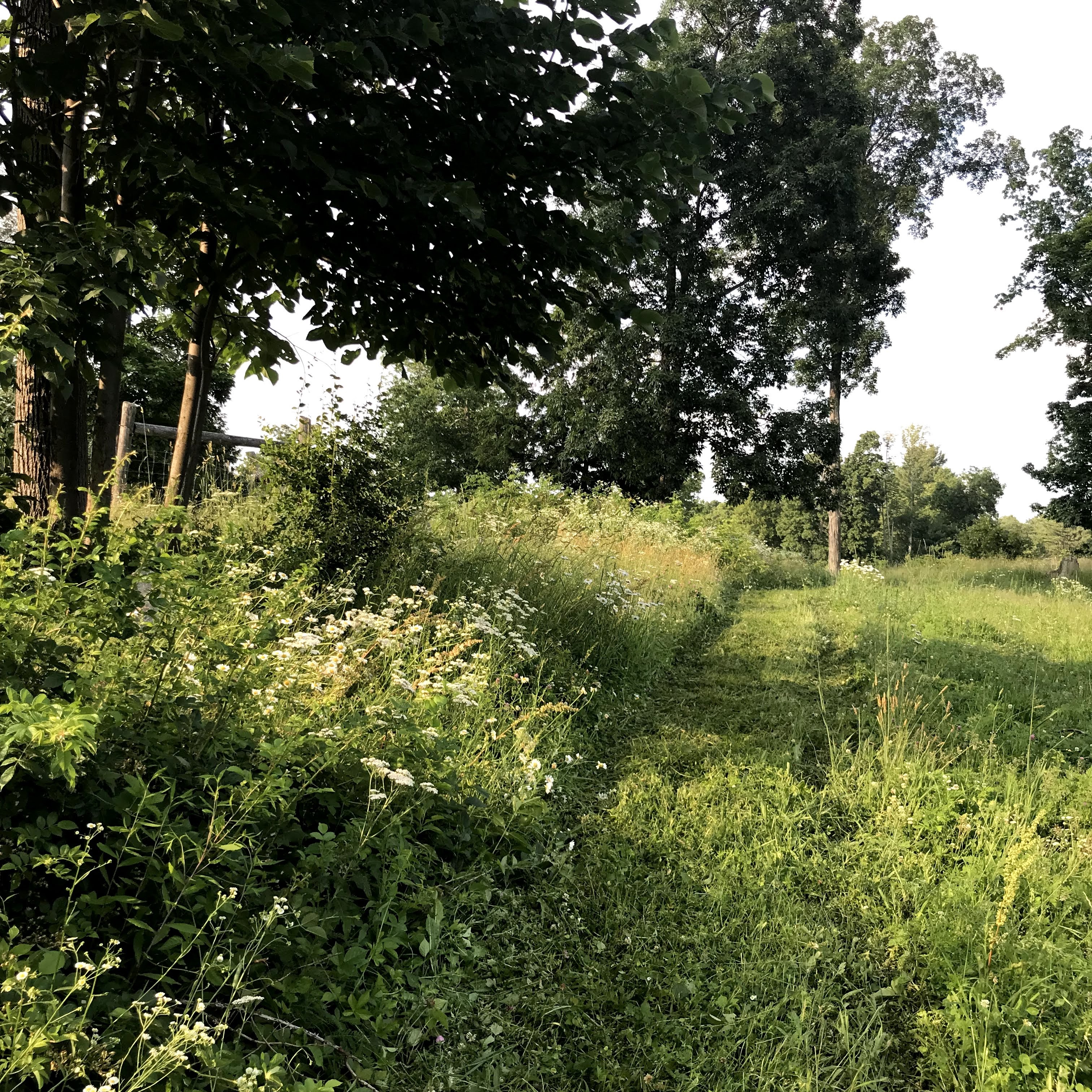 Summer fields and flowers