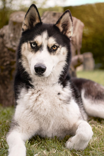 Portait d'un chien Husky dans un jardin photographié par Laurie Photographie