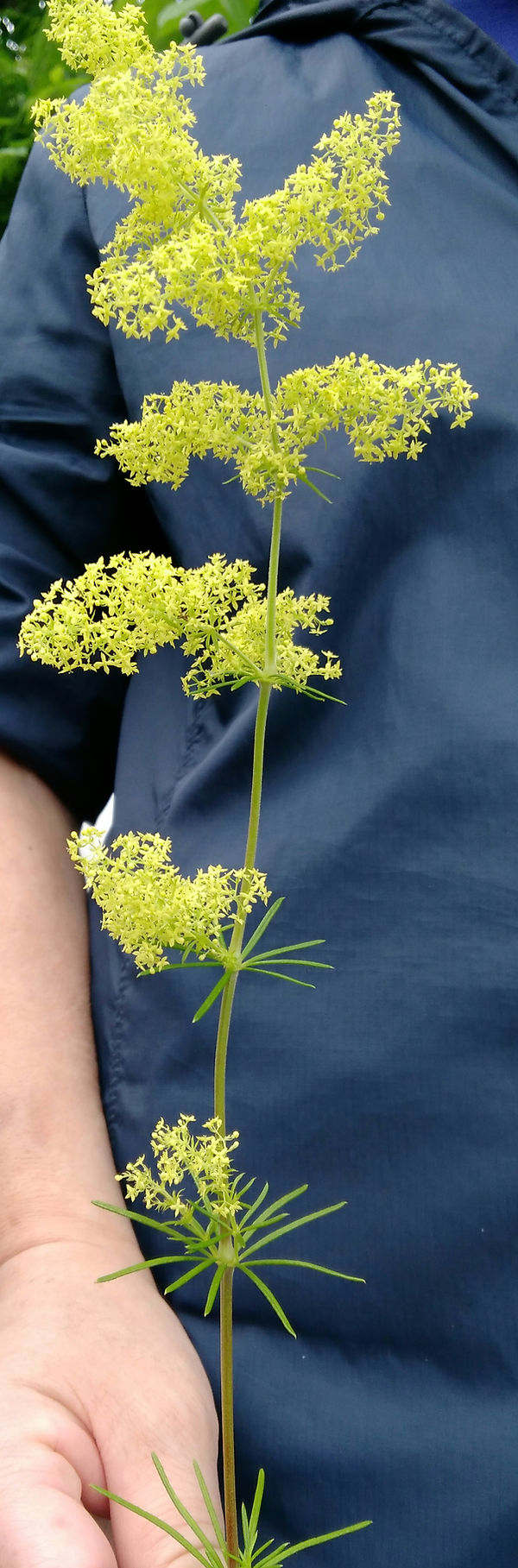気になる花.jpg