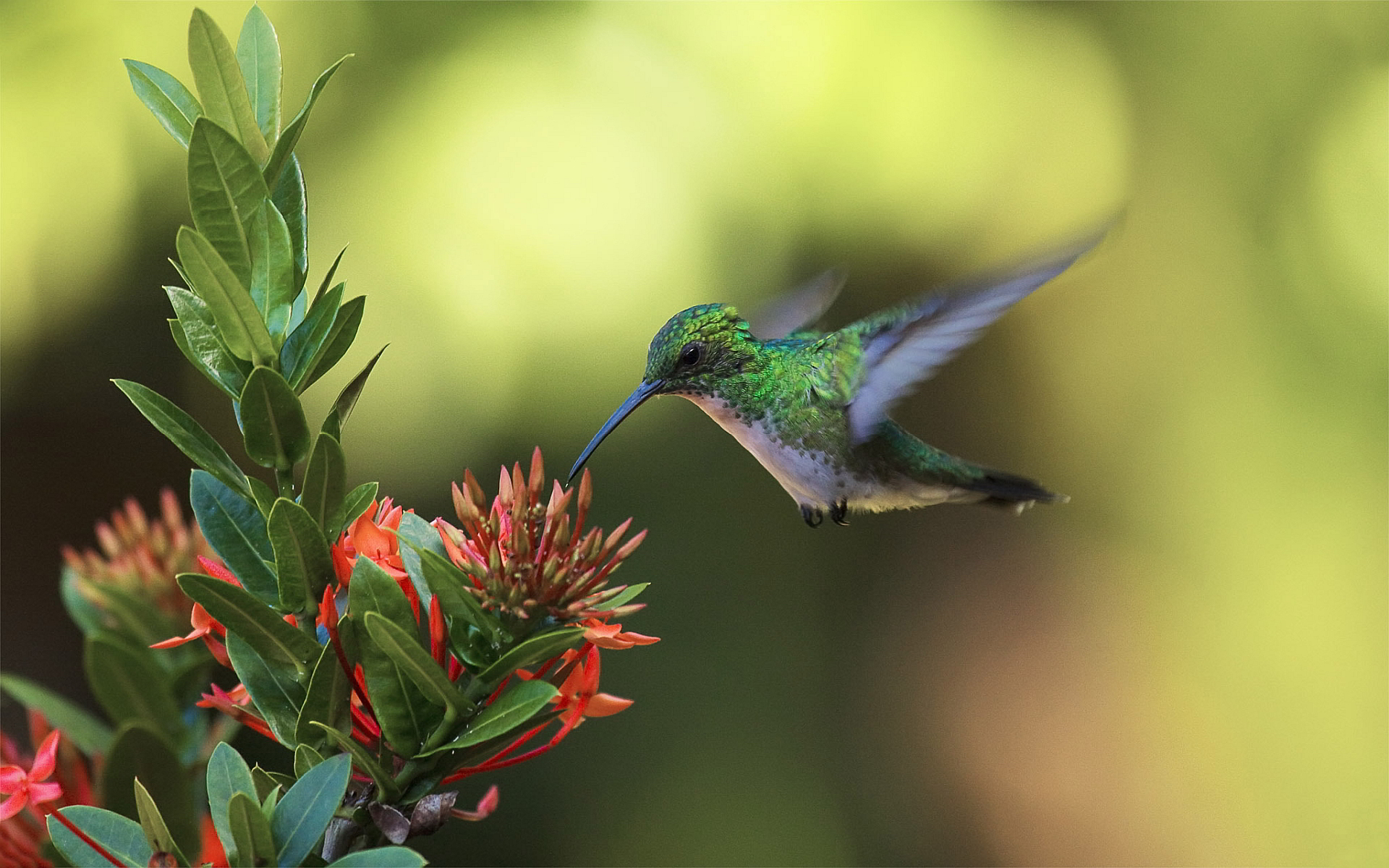 Le Vol Stationnaire Humming Bird