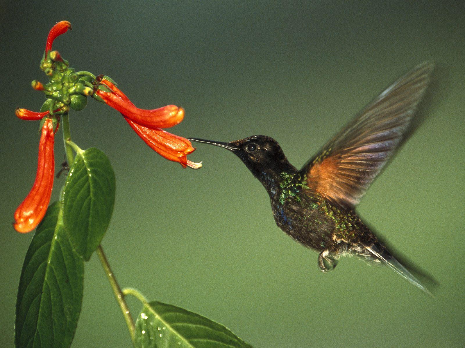 Le Vol Stationnaire Humming Bird