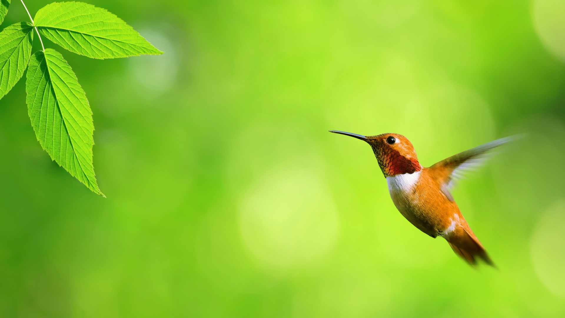 Le Vol Stationnaire Humming Bird