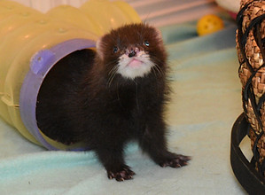 polecat rental for parties