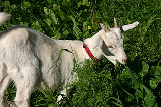 Goat