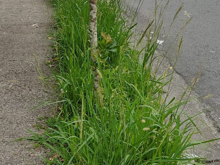 Limpeza de calçada na Vila Penteado/ Zona Norte