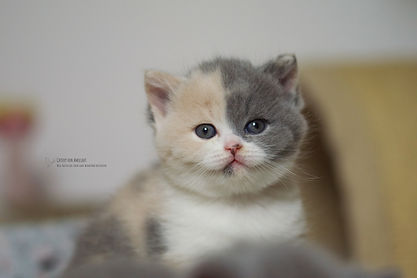 DSC_4554.jpg