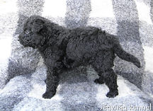 P7150771- - Fekete kan 1.jpg