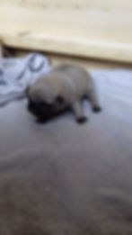 Mopsbaby