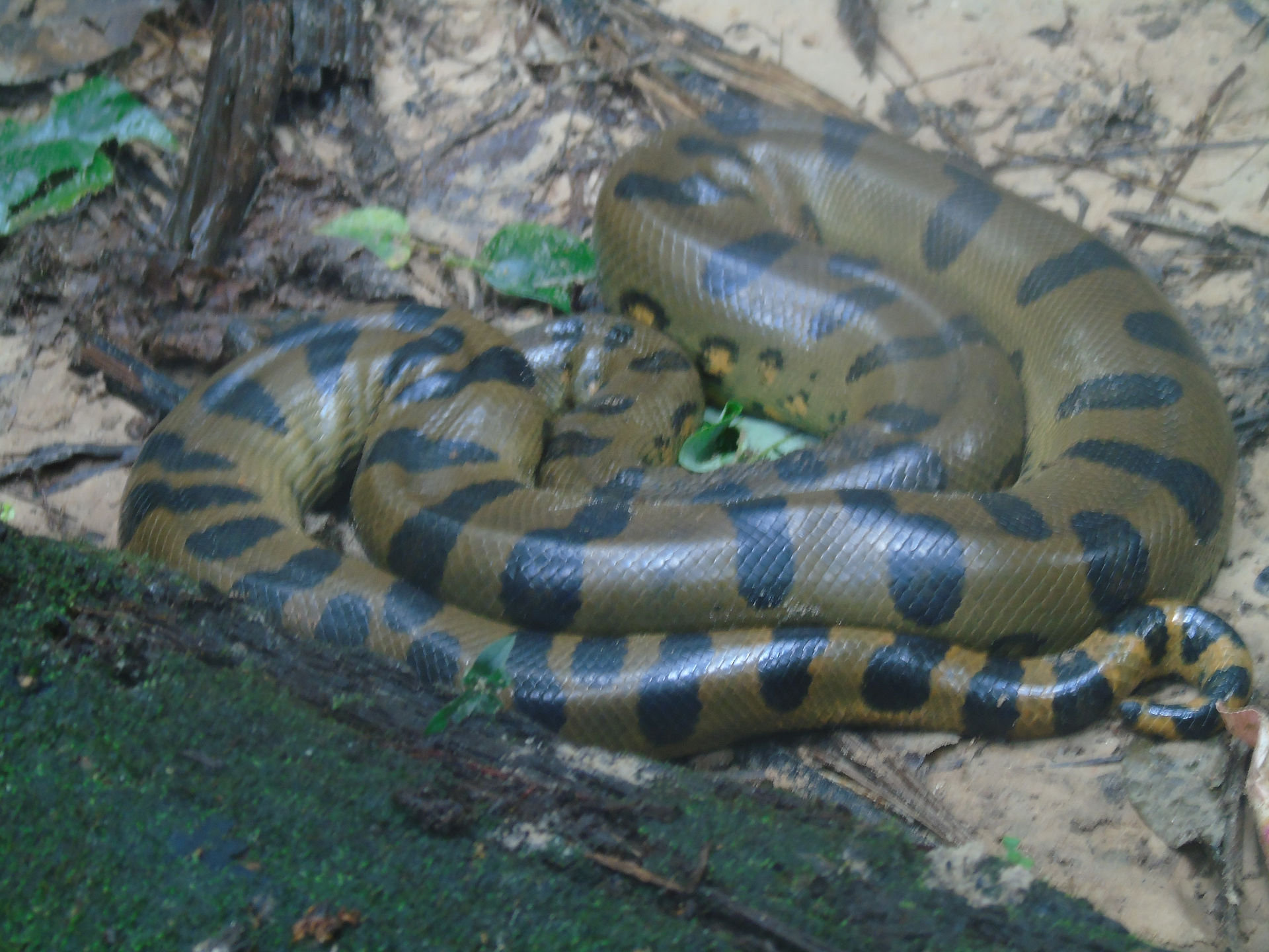 Anaconda