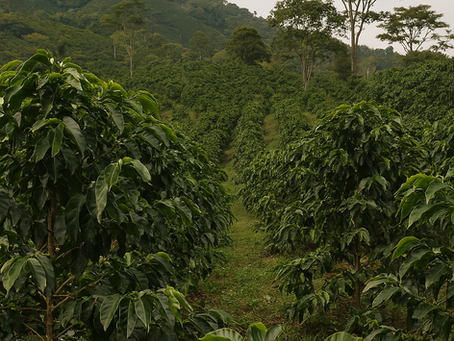 🌱 ¿Qué es un Varietal de Café y por qué importa?