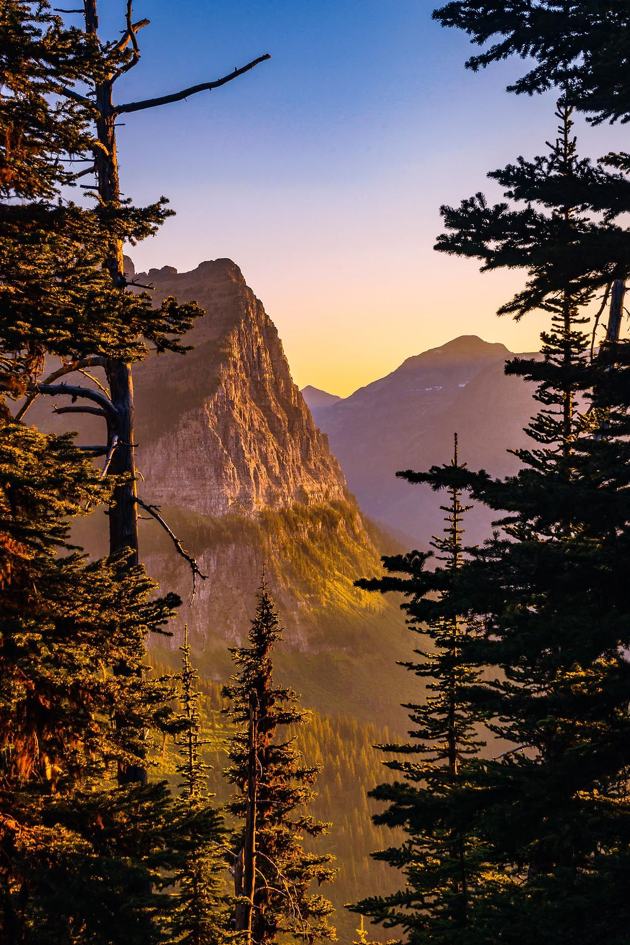 Sunlit peaks framed by dark pines