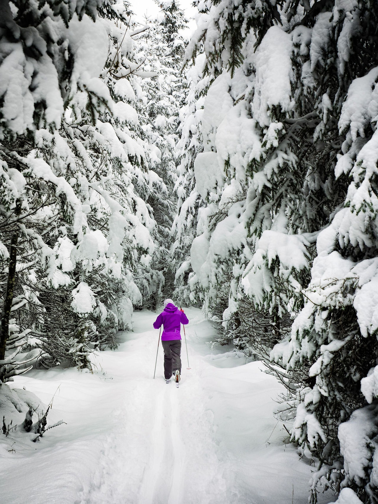 Cross-country skiing on a snowy forest trail