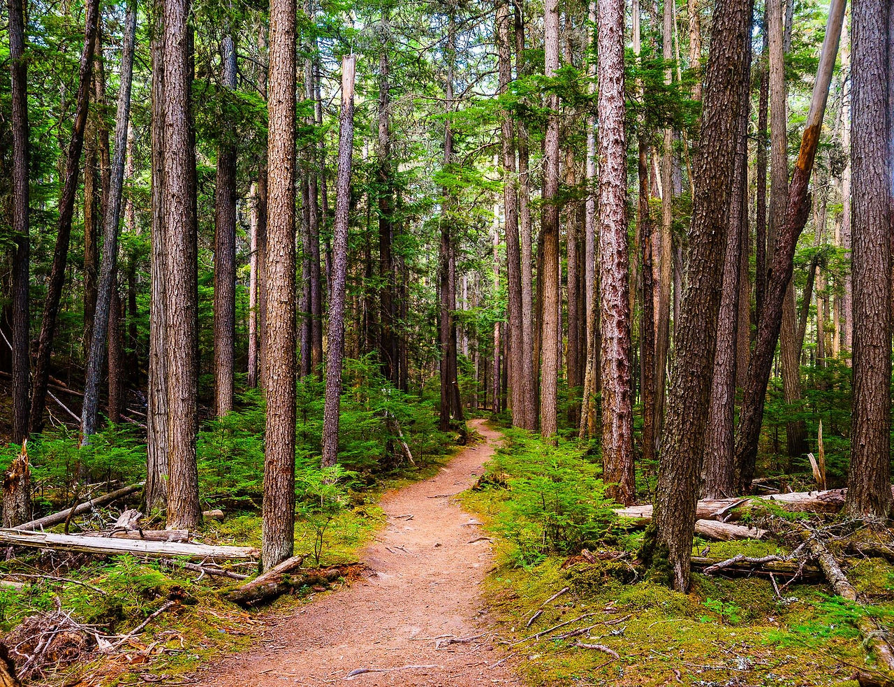 A trail through tall old-growth forest