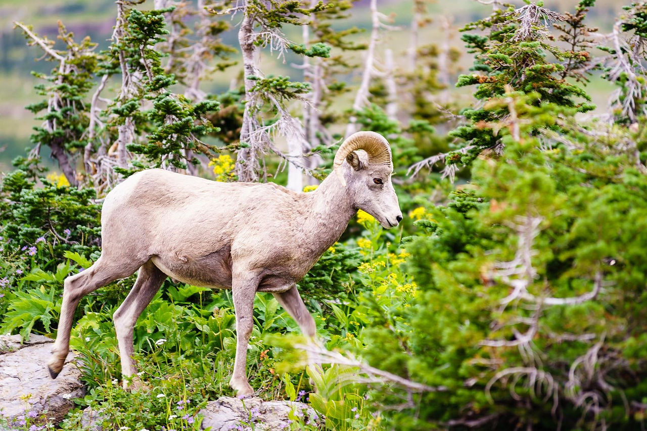 Bighorn sheep among alpine trees