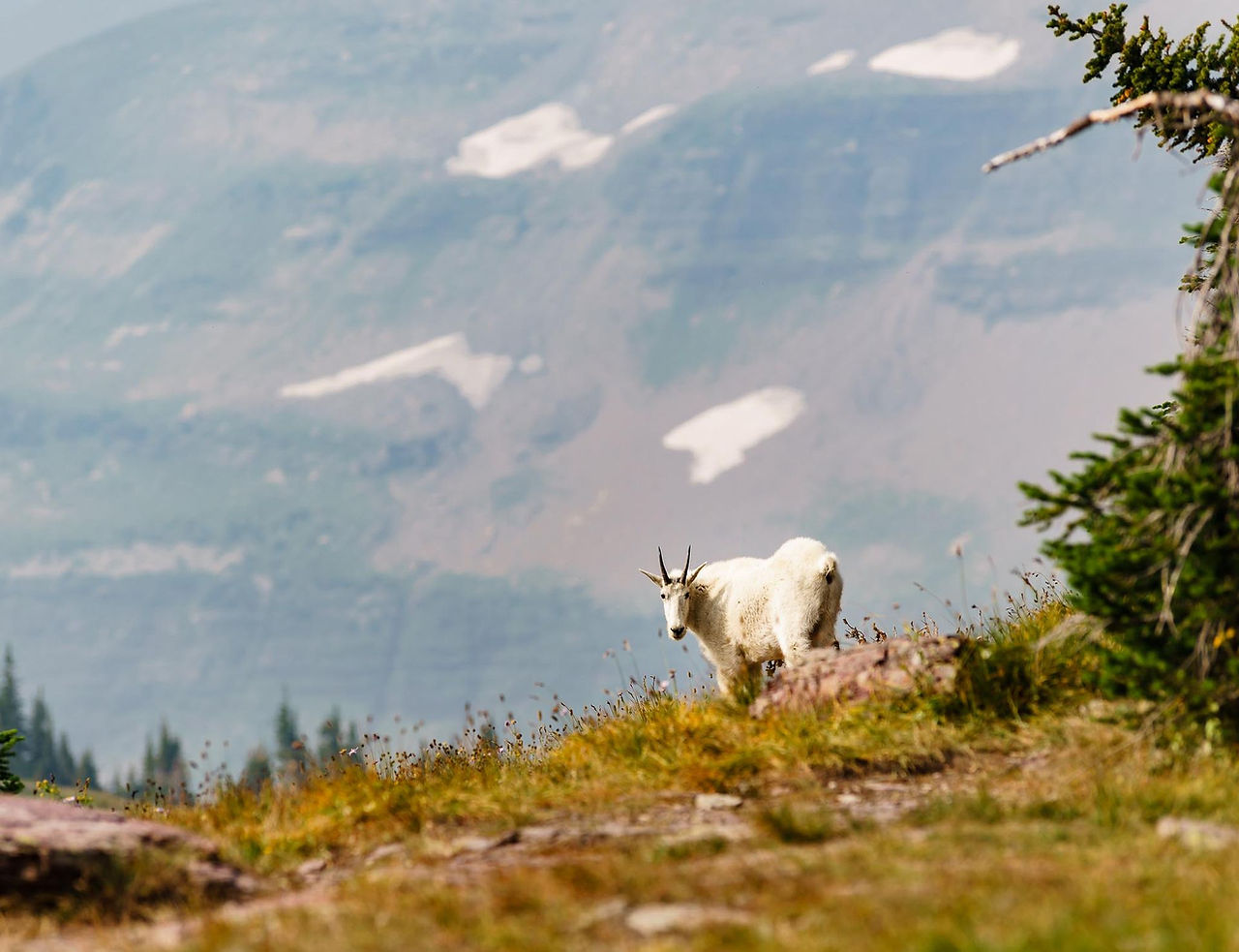A mountain goat on an alpine ridge