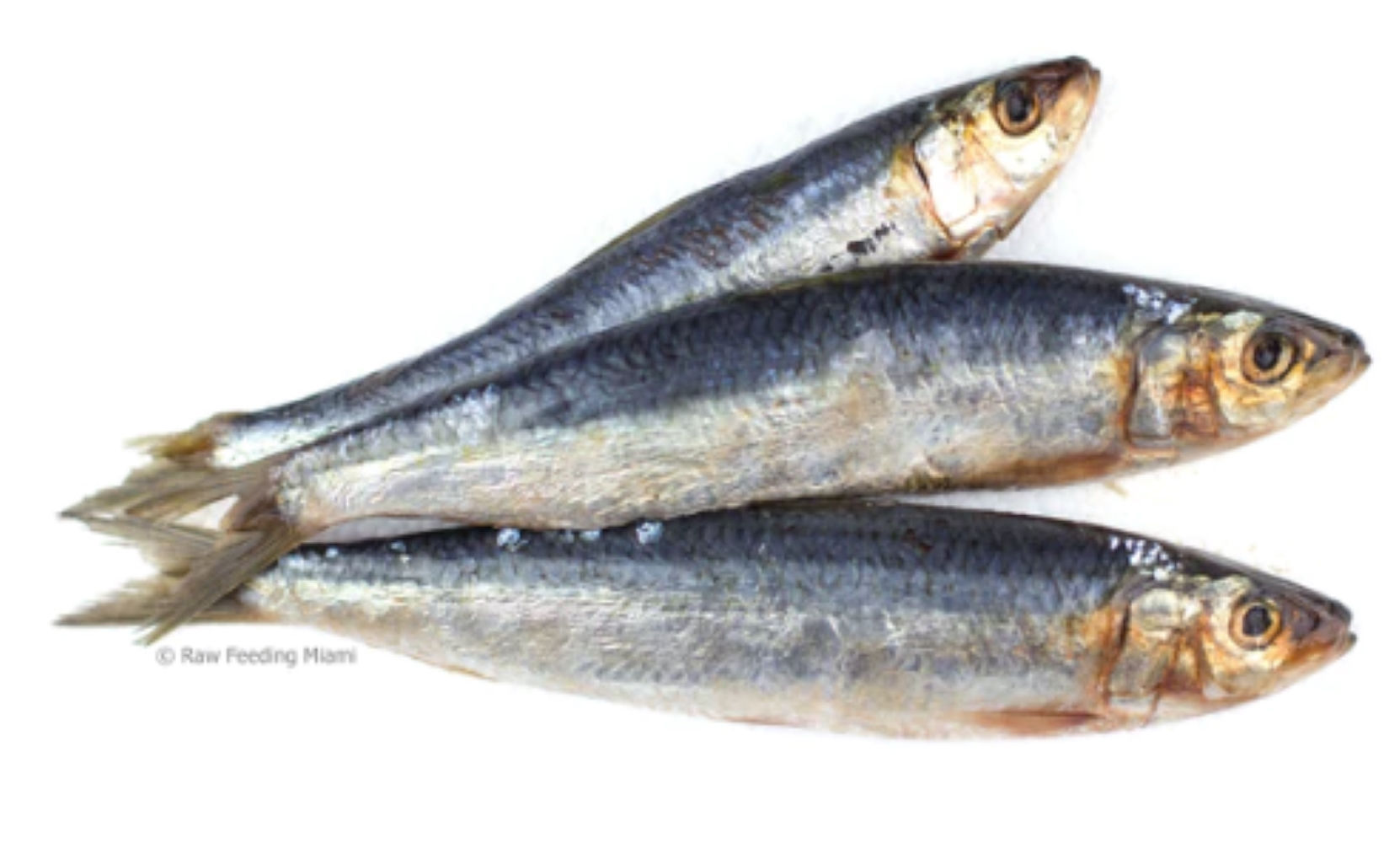 BeyondWhiskers Sardine Powder Food Topper Dog treat