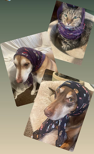 A cat and two dogs wearing babushkas