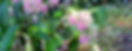 pink%26white%20fl%201_edited.jpg