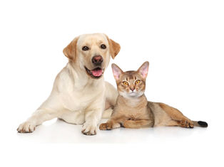 Secretaria de Meio Ambiente realiza Novo Mutirão de Castração para Animais da Lista de Espera em Guaratinguetá