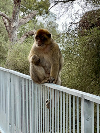 gibraltar monkey
