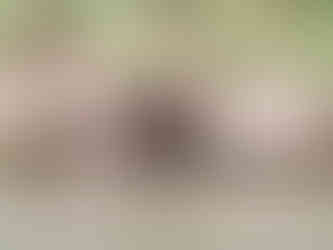 Beaver on the Colorado River as seen on the boat tour