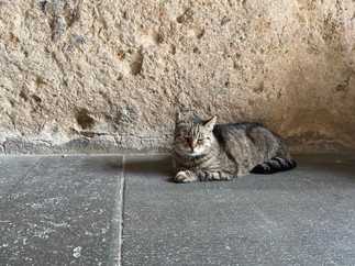 a cat sleeping in civita di bagnoregio hilltop village