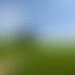 cyrpus trees in pienza