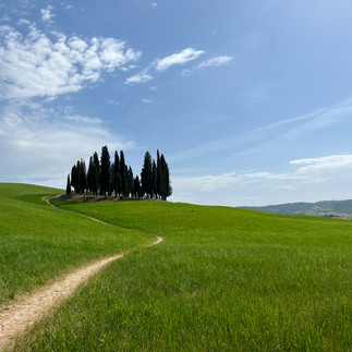 cyrpus trees in pienza