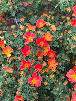 Flowers at Red Butte Garden and Aboretum in Salt Lake City