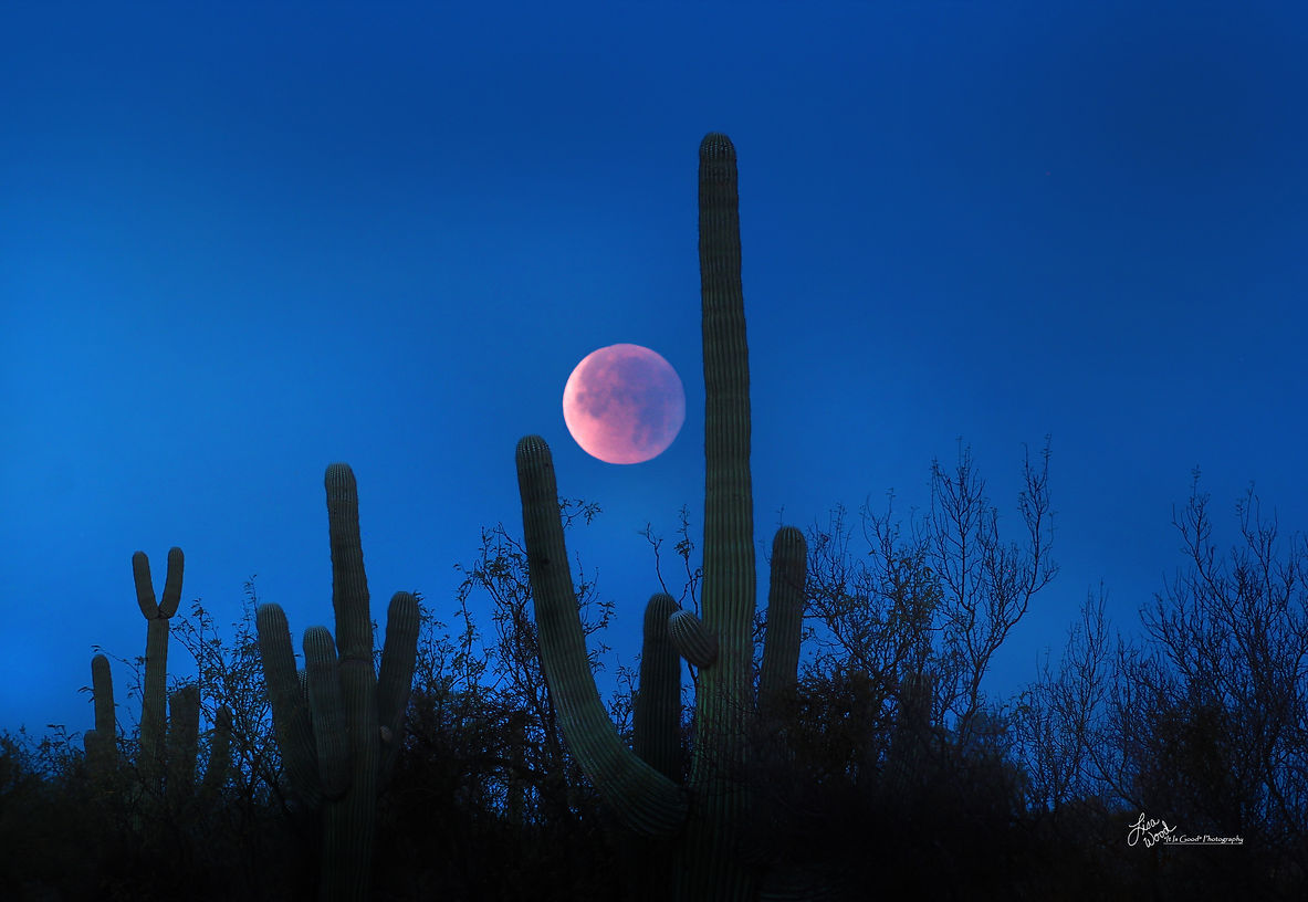 Scenery Moon lisa wood photography.jpg