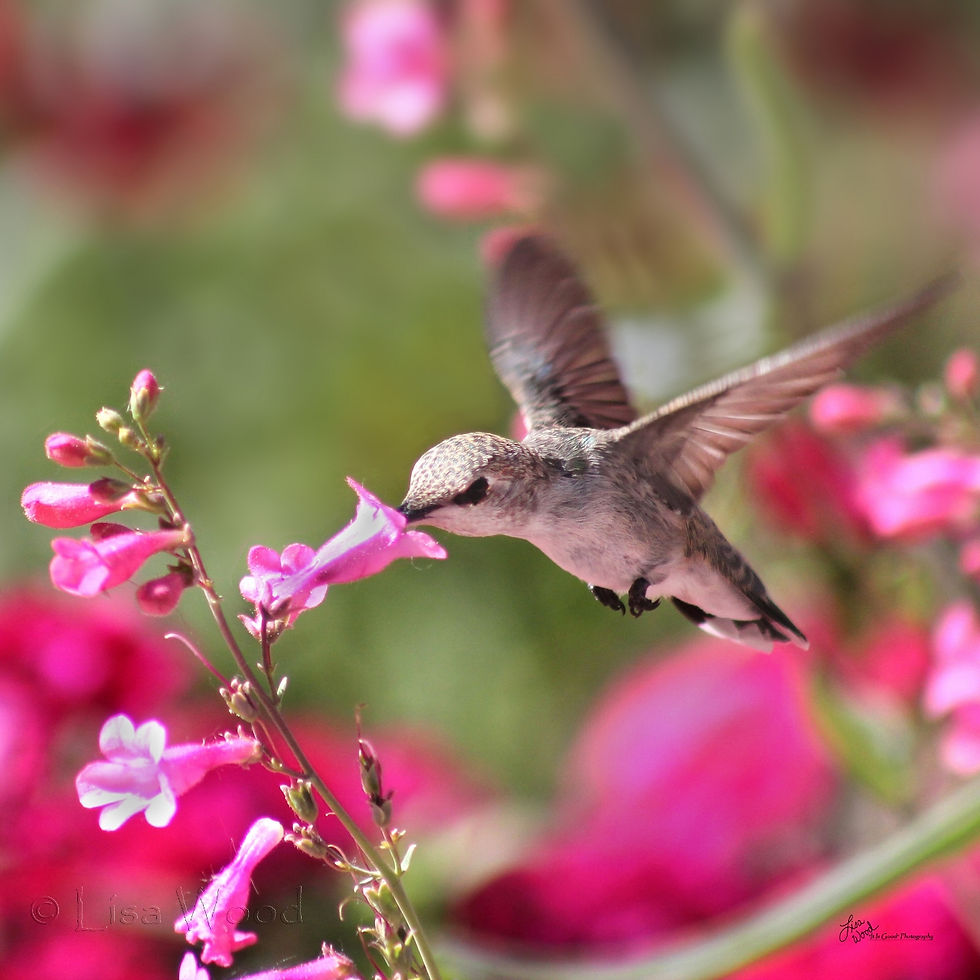 Nose in Pink Hummer cr (1280x1280)