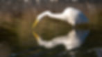 Great White Heron Feeding At Okarito Lagoon