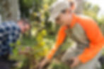 Conservation Volunteers Planting Native New Zealand Trees At Purcell Reserve Whataroa