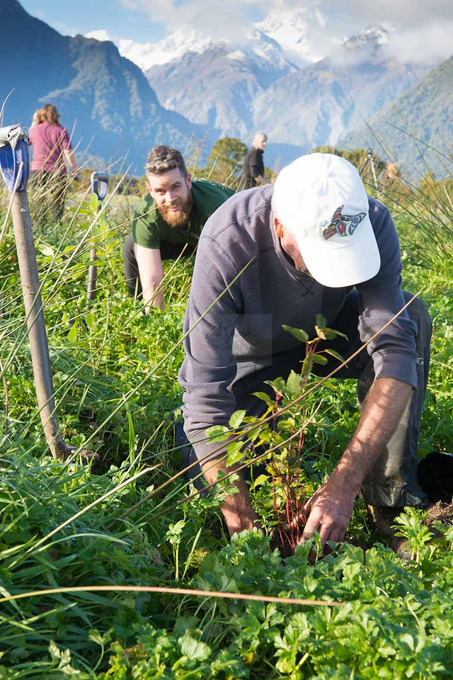 Environmentalist Planting A Native Tree On Farm In Fox Glacier New Zealand