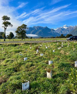 Fox Glacier And New Zealand Southern Alps During Planting Day At Sullivan Farm