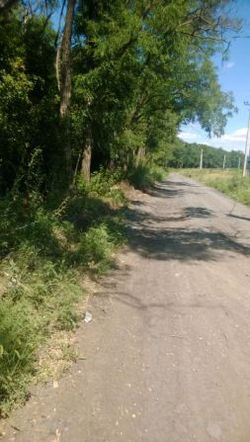 Березки КП.jpg