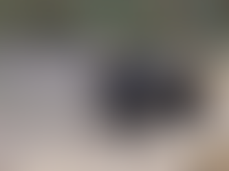 La justice autorise Maurice le sanglier à rester dans sa famille d'accueil