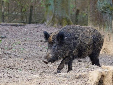 La justice autorise Maurice le sanglier à rester dans sa famille d'accueil