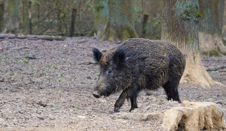 La justice autorise Maurice le sanglier à rester dans sa famille d'accueil