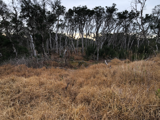 Swamp Scrub introduced grass control.
