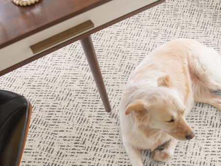 Dog laying on Pet perfect carpet