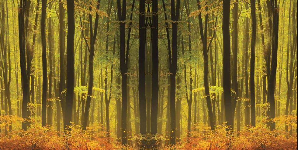 Thumbnail: Black Forest ALSHIFA Honey 1KG