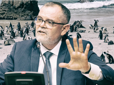 African Penguin Survival Hangs by a Thread as Legal Battle Intensifies