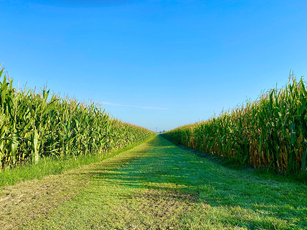 CORN.jpg