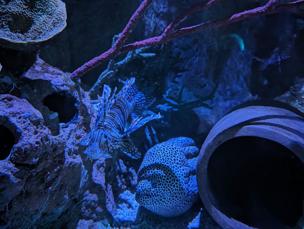 Sea Life de Blankenberge (3)