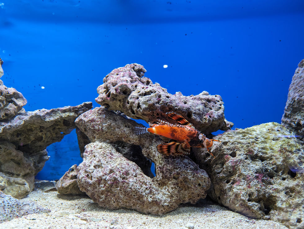 Oceanium de Rotterdam (1)